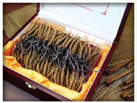 石拐冬虫夏草回收